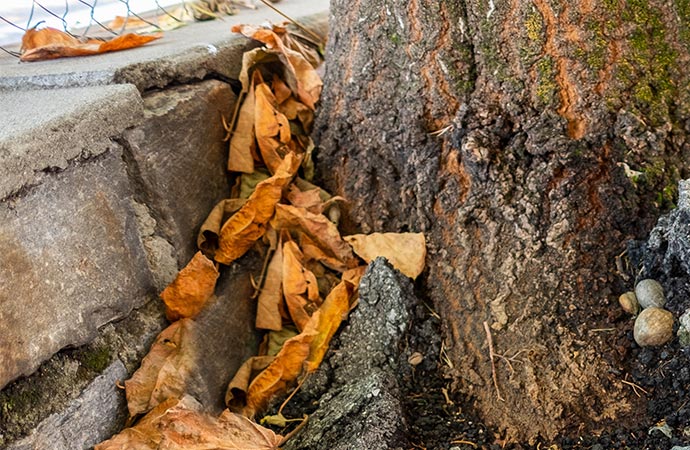 old tree growing and cracking concrete pavement