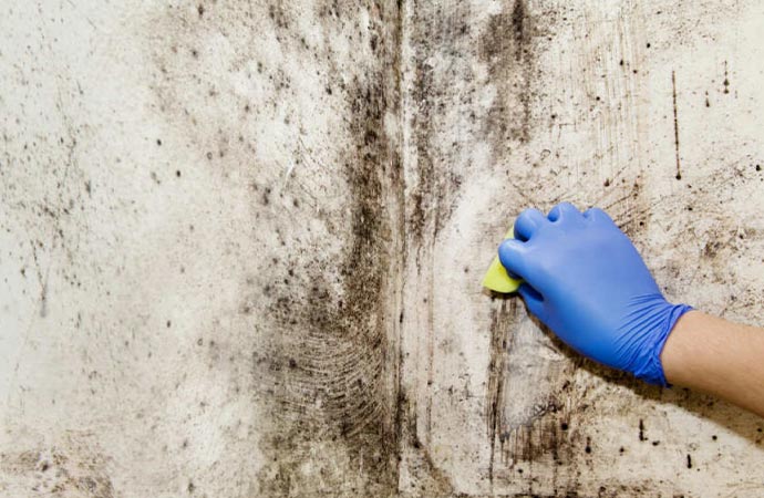 How to Prevent Mold Infestation